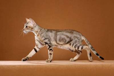 Соукок (Кенийская лесная кошка). Порода кошек. Описание и фотографии