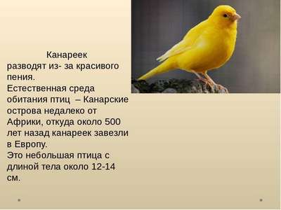 Русская канарейка: описание, внешний вид и фото птицы