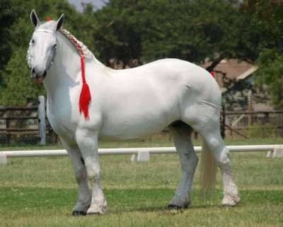 Порода лошадей Першерон: описание, хаpaктеристики и фото