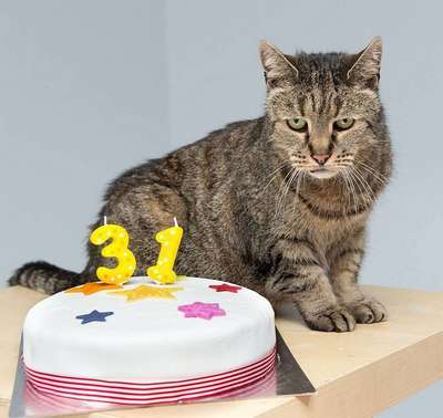 Самая старая в мире кошка дожила до 30 лет