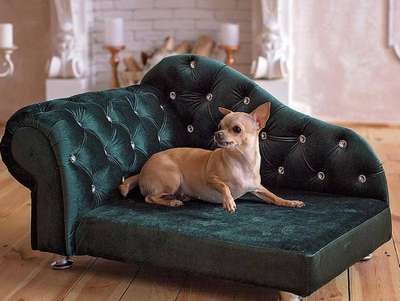 Питомцу мебельный гарнитур? Как правильно купить диван коту или собаке!