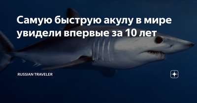 США и Европа блокируют предложение о защите самой быстрой акулы в мире