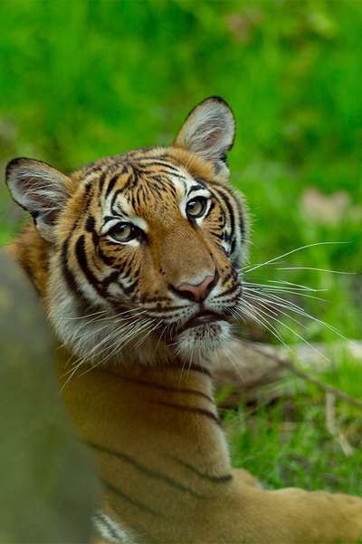 Малайская тигрица в Бронксском зоопарке заразилась коронавирусом