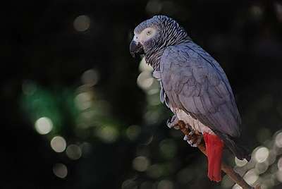 Краснохвостый серый попугай