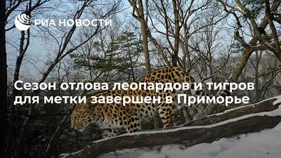 В Приморье ученые завершили отлов «краснокнижных» тигров и леопардов